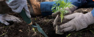 micro forêt