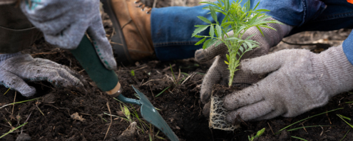 micro forêt