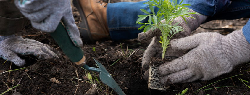 micro forêt