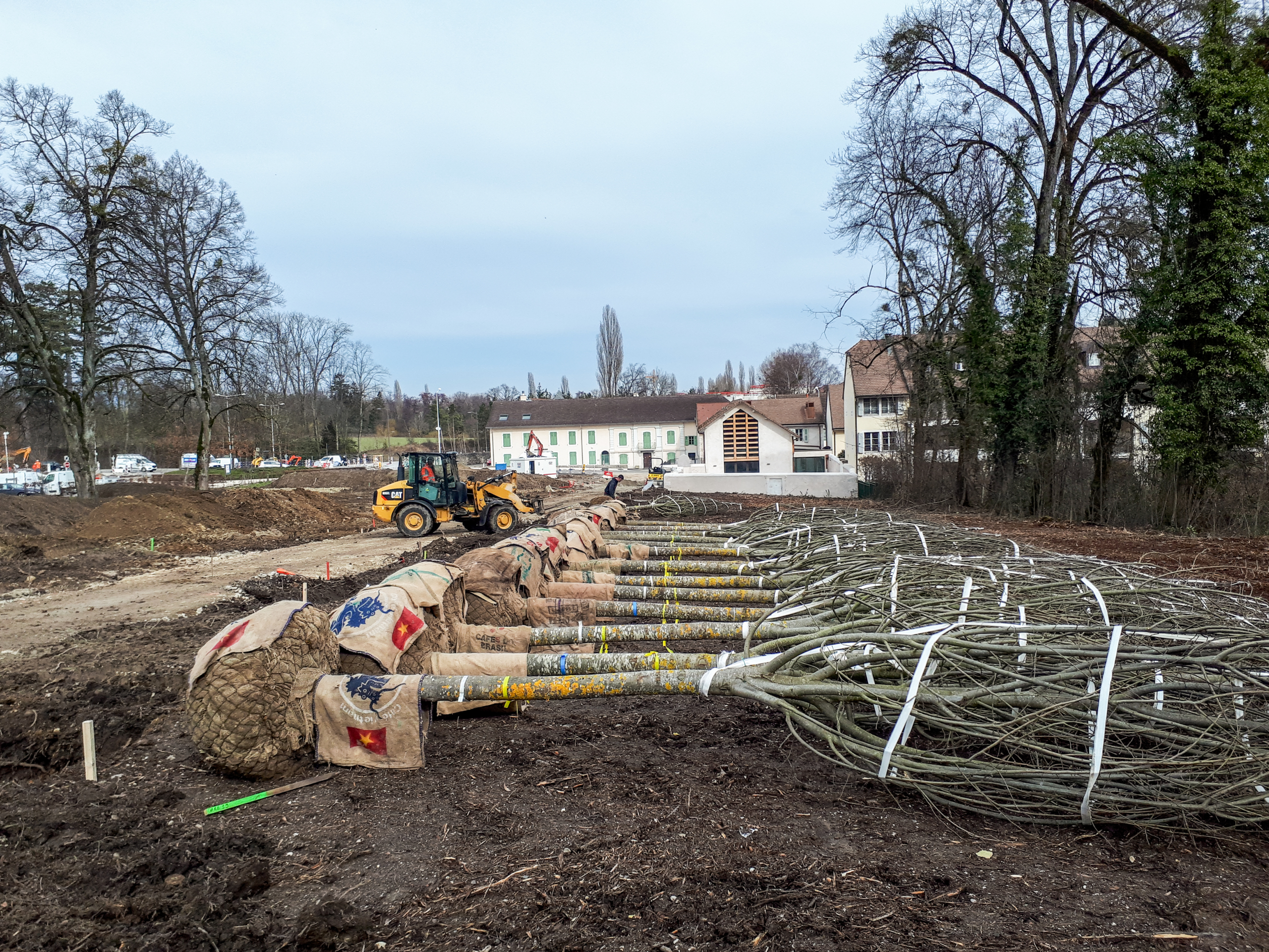 plantation arbres le long de l'allée du château de Voltaire