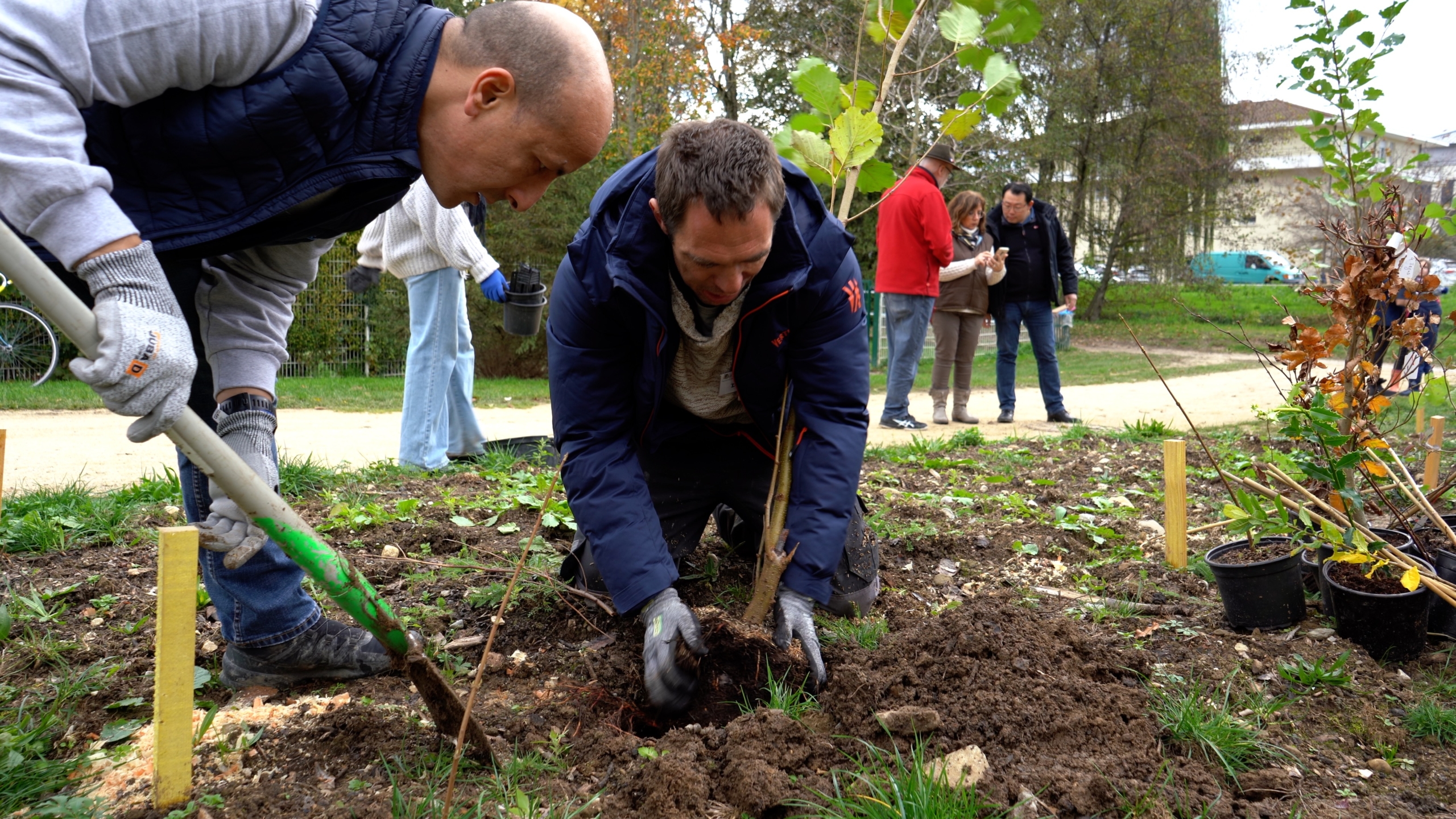 plantation micro-forêt Ferney-Voltaire en novembre 2022