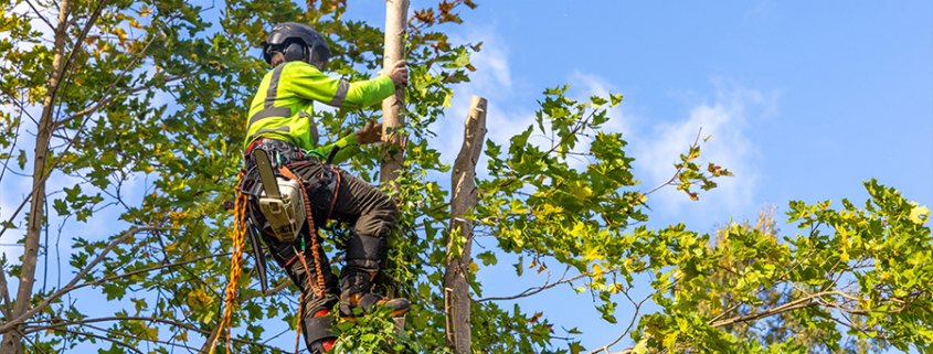 élagage arbres