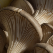 Atelier culture champignons