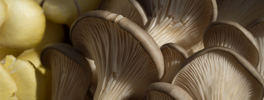 Atelier culture champignons