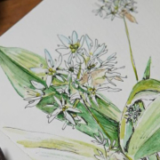 Atelier d’aquarelle botanique